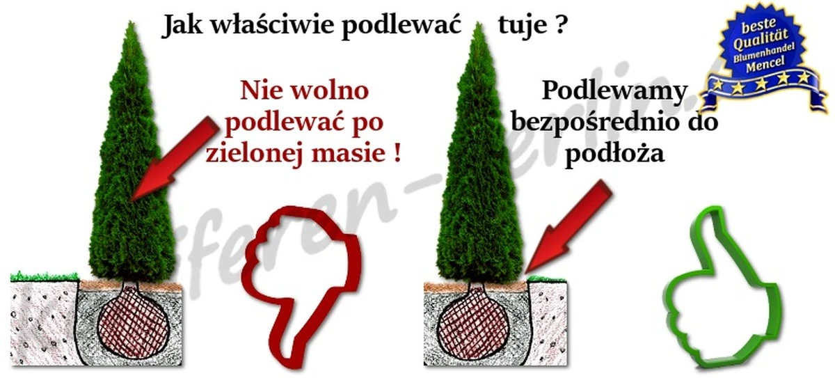 Botanicy błagają: przestań podlewać trawnik w ten sposób.