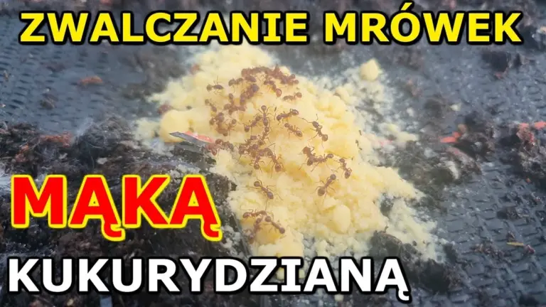 Mąka kukurydziana przeciw mrówkom? Dlaczego działa lepiej niż chemikalia za 50 złotych.