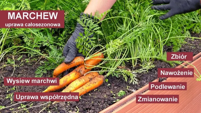 Ogrodnicy ostrzegają: nigdy nie sadź tych roślin obok marchewek.