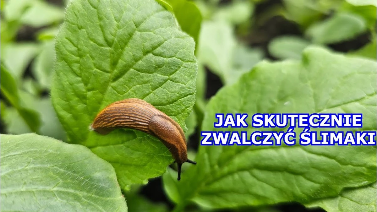 Skorupki jajek wokół roślin? Ten trik odstrasza ślimaki w 100%.