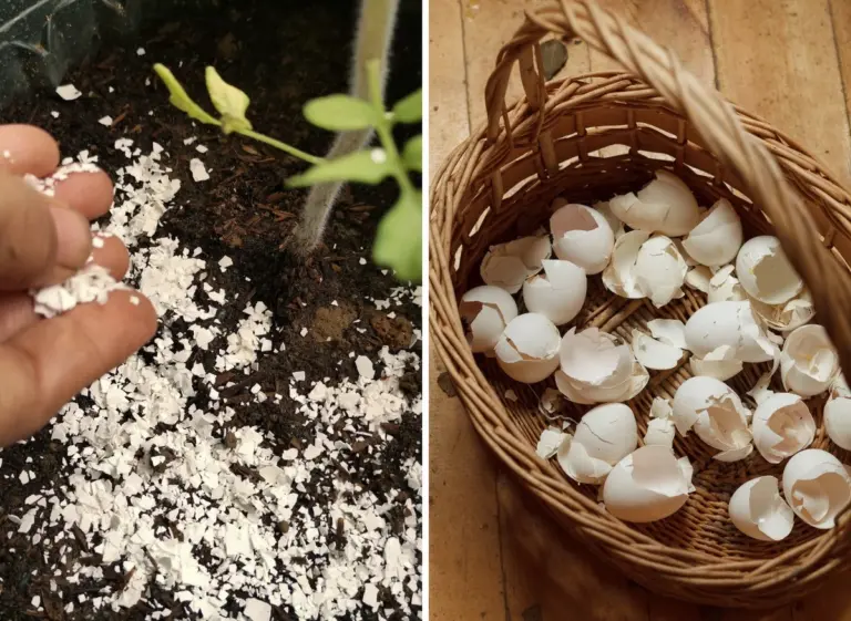 Skorupki jaj zakopane przy pomidorach? Zobacz jak zwiększają plony.