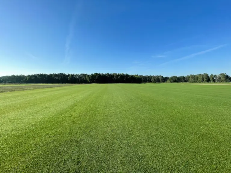 Architekci krajobrazu proszą: przestań niszczyć trawnik tym nawykiem.
