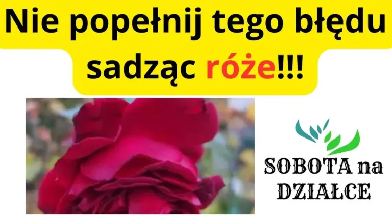 Architekt krajobrazu zdradza: ten częsty błąd niszczy Twoje róże na zawsze.
