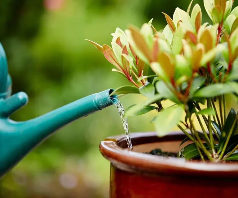 Botanicy błagają: nigdy nie podlewaj roślin w ten sposób