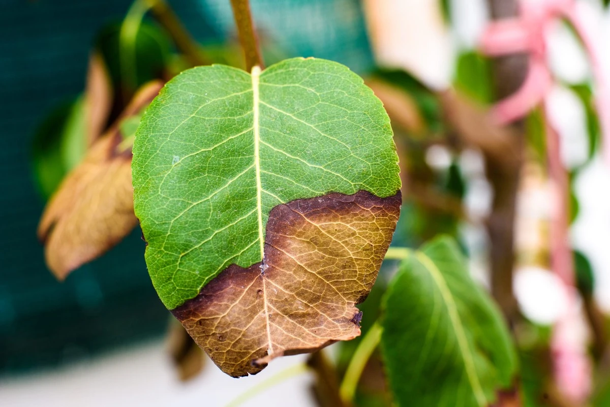 Botanicy ujawniają: ten powszechny błąd zabija 80% domowych roślin w pierwszym miesiącu.