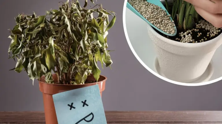 Botanicy zdradzają: ten popularny nawóz może zabić Twoje rośliny doniczkowe!