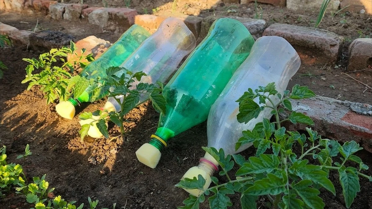 Butelka plastikowa wbita w ziemię? Ten trik podlewa Twoje rośliny przez tydzień.
