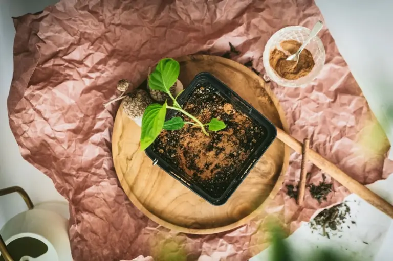 Cynamon na parapecie? Naturalny sposób na mrówki w Twoim ogrodzie.