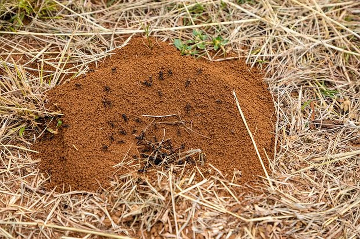 Cynamon na parapecie? Naturalny sposób na mrówki w domu i ogrodzie.