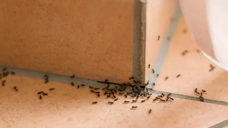 Cynamon posypany na parapecie? Dlaczego mrówki omijają twój dom szerokim łukiem!