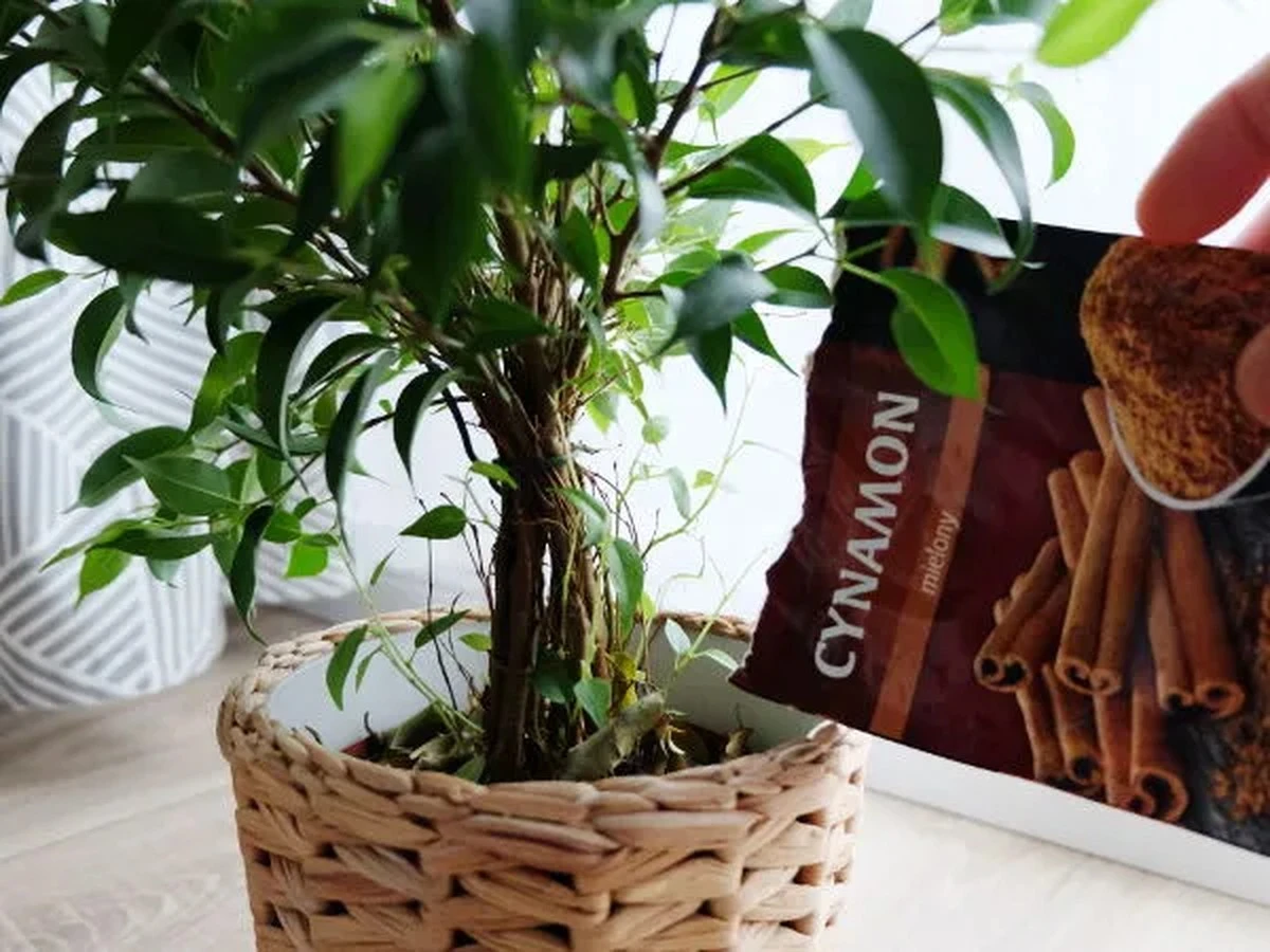 Cynamon w ogrodzie? Dlaczego mrówki uciekają, a rośliny kwitną jak szalone.