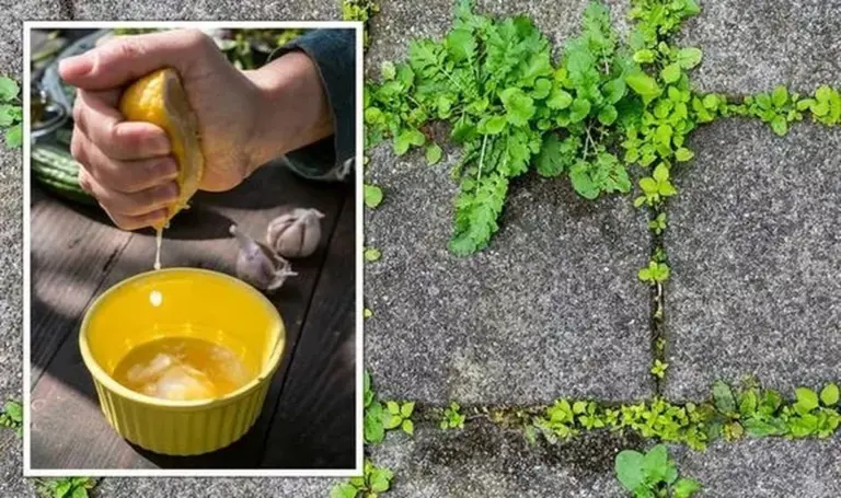 Cytryna i sól na chwasty? Naturalny herbicyd, który kosztuje grosze.