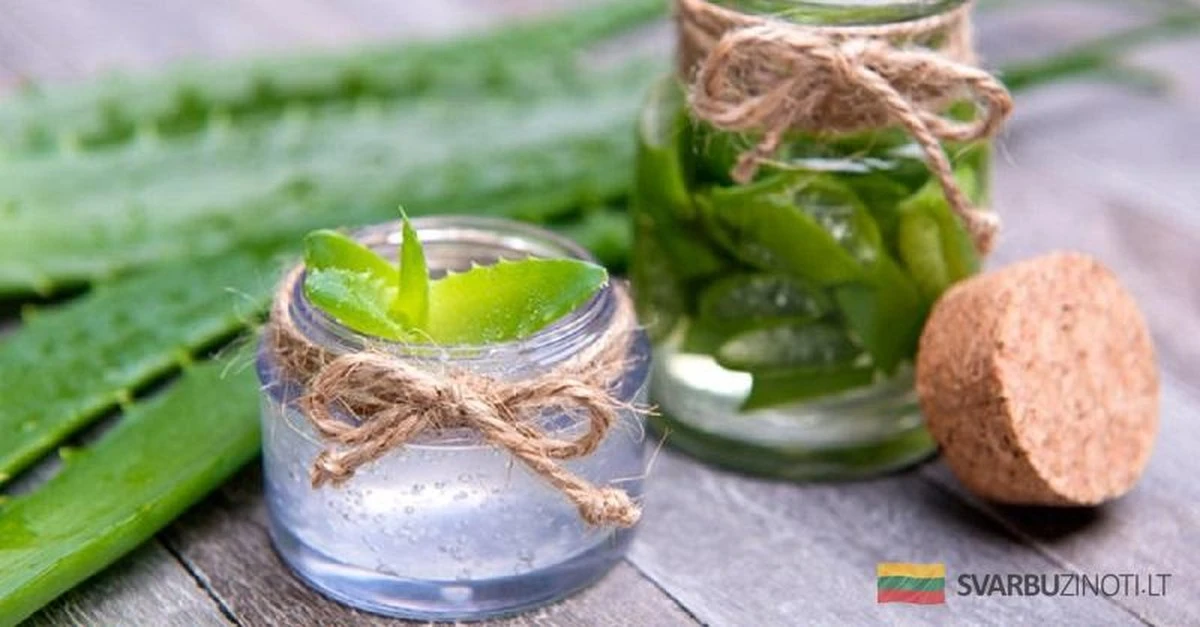 Domowe sposoby na piękno: Jak aloes staje się Twoim tajnym orężem w walce o cerę