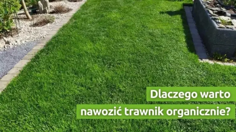 Doświadczony architekt krajobrazu zdradza: sekret idealnego trawnika bez użycia chemii.