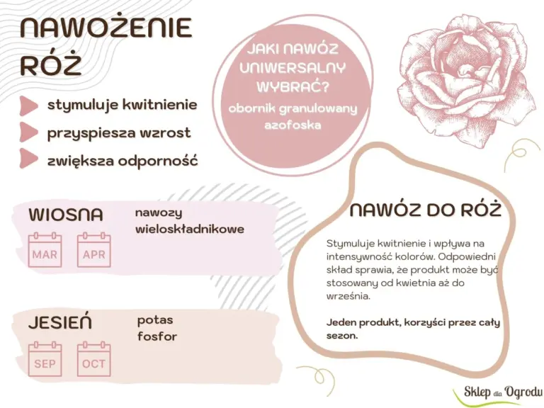 Drożdże rozpuszczone w wodzie do podlewania? Botanicy zaskoczeni efektami dla róż.