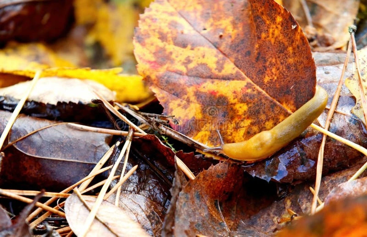 Fusy od kawy wokół roślin? Naturalny sposób na odstraszenie ślimaków.