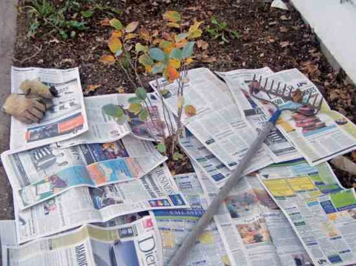 Gazeta pod korą ogrodową? Sekretna metoda na wyeliminowanie chwastów.