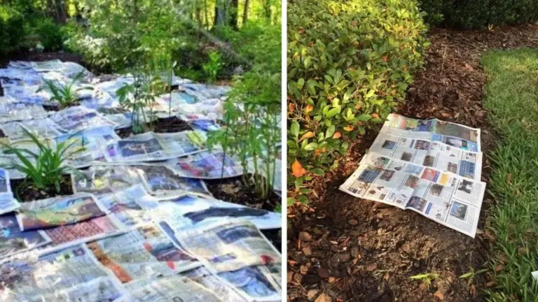Gazety pod mulczem? Dlaczego profesjonalni ogrodnicy zawsze to robią.