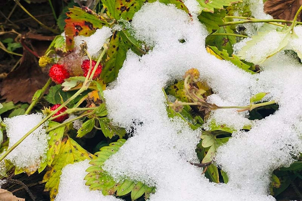 Jak jesienią nakarmić truskawki, by nie przemarzły zimą? - image 1