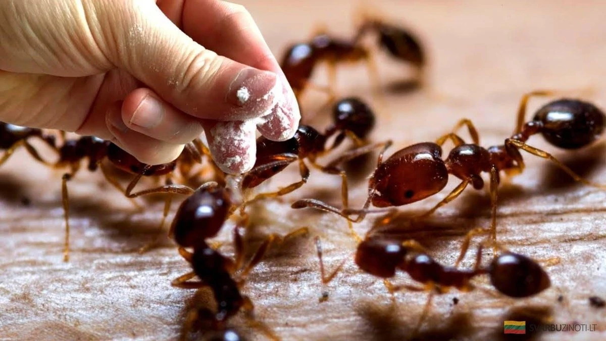 Jak raz na zawsze pozbyć się mrówek z domu – sprawdzone metody.