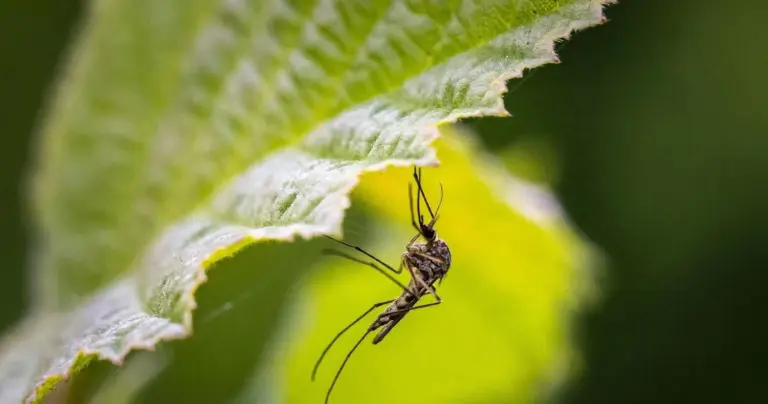 Leśnicy radzą: ten naturalny sposób odstrasza komary z ogrodu na całe lato