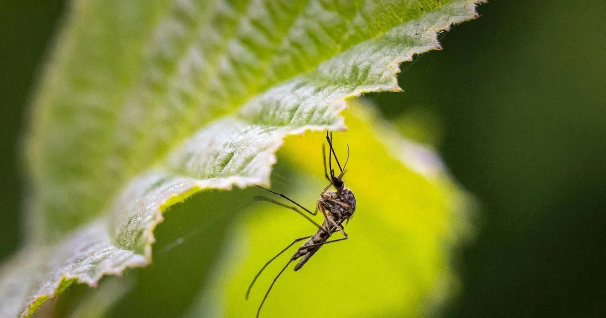 Leśnicy radzą: ten naturalny sposób odstrasza komary z ogrodu na całe lato