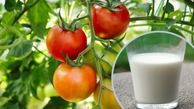 Mleko rozpylone na liście? Działa jak naturalny fungicyd!