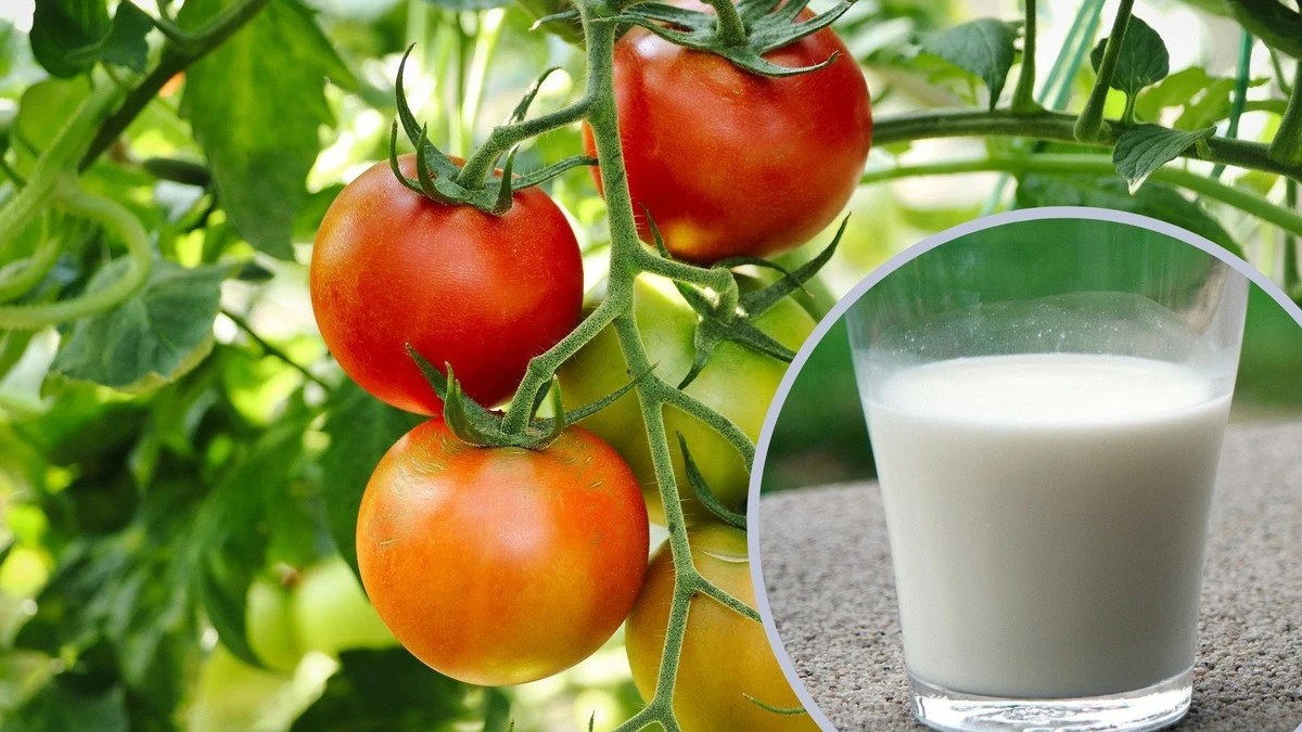 Mleko rozpylone na liście? Działa jak naturalny fungicyd!
