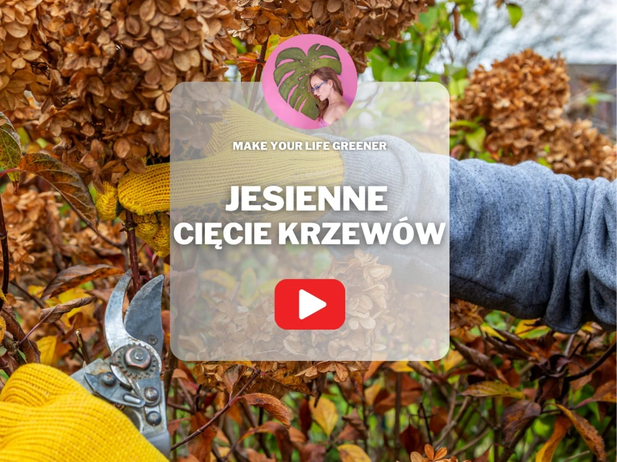 Ogrodnicy z Krakowa ostrzegają: nigdy nie przycinaj tych krzewów jesienią.