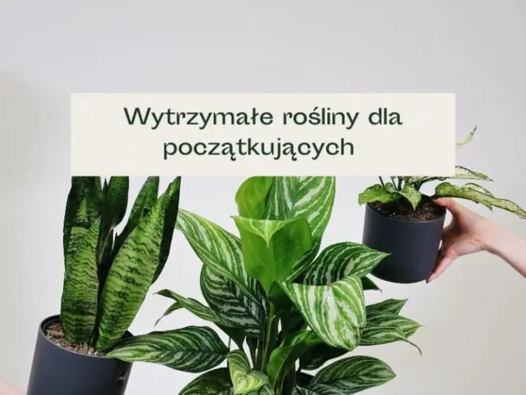 Plastikowa butelka w doniczce? Zapomnij o podlewaniu przez 2 tygodnie!