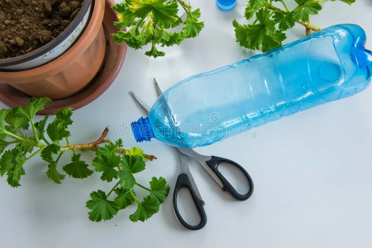 Plastikowe butelki wokół młodych roślin? Ochrona przed ślimakami, której nie znałeś.