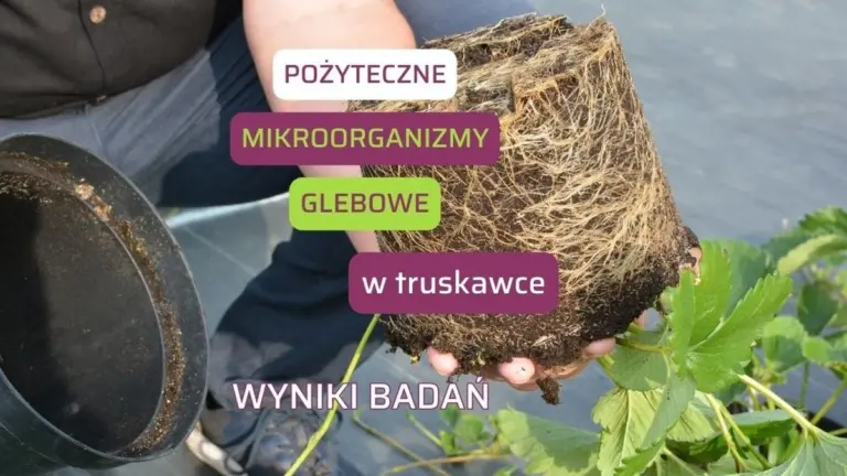 Profesjonalni ogrodnicy ostrzegają: ten powszechny nawóz niszczy mikrobiom gleby!
