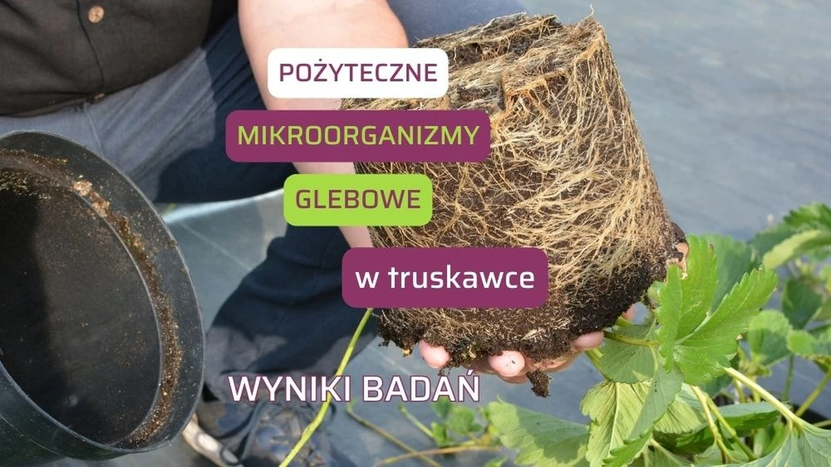 Profesjonalni ogrodnicy ostrzegają: ten powszechny nawóz niszczy mikrobiom gleby!