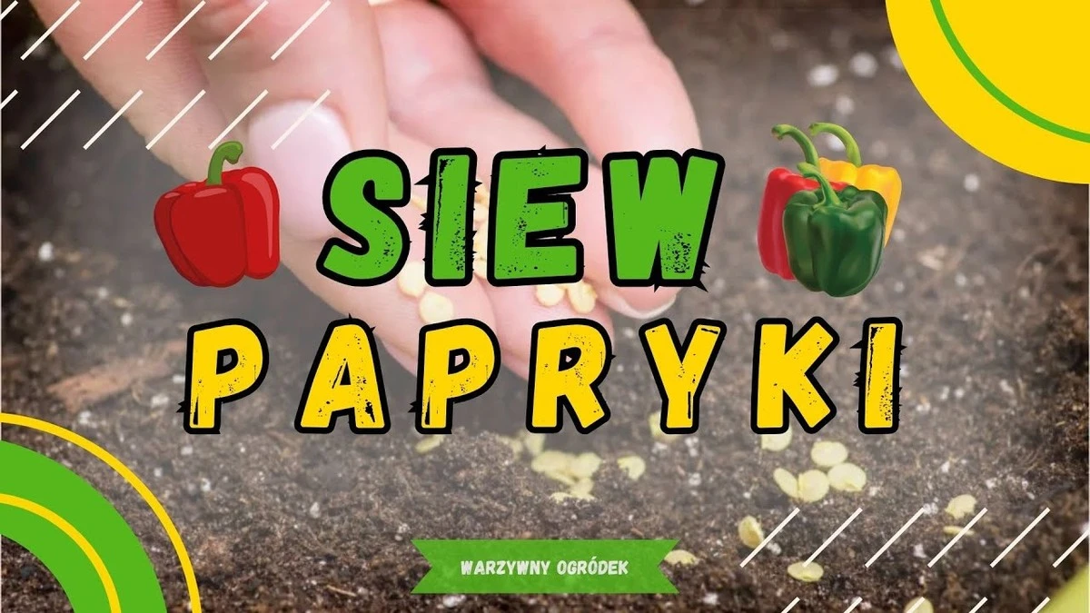 Siew papryki w 2026 roku: Klucz do rekordowych plonów według kalendarza księżycowego - image 1