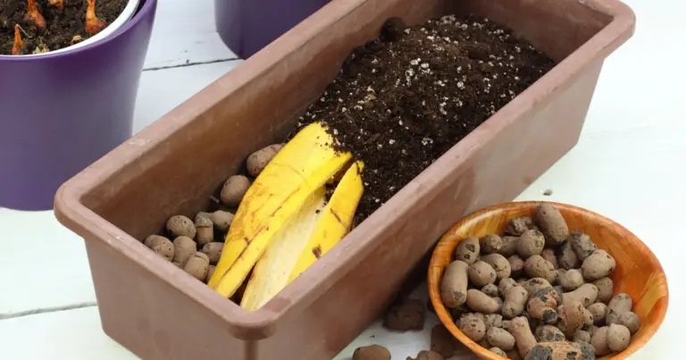 Skórki bananowe w doniczkach? Dlaczego rośliny rosną 2 razy szybciej!