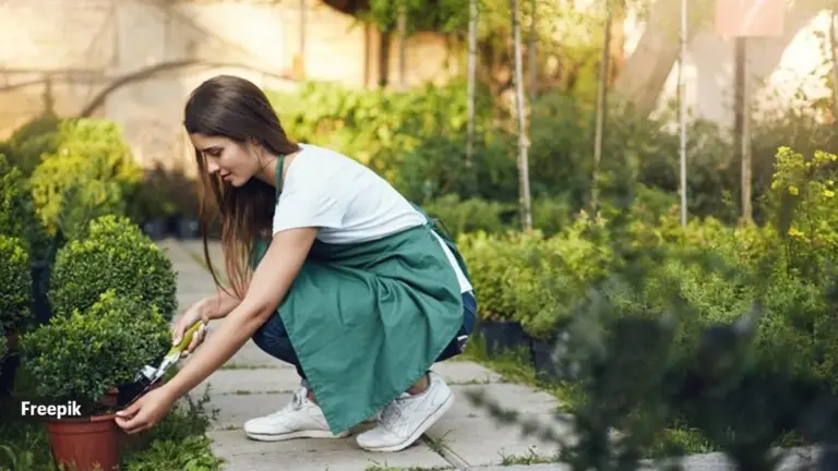 Skórki bananów przy różach? Dlaczego kwiaty będą bujniejsze niż kiedykolwiek.