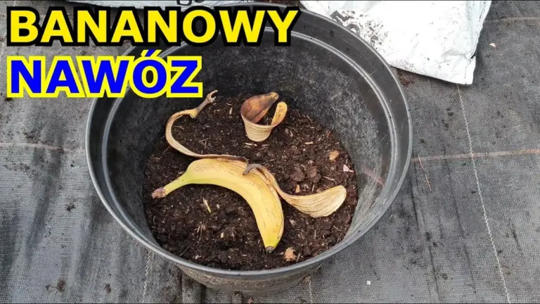 Skórki bananów zakopane przy pomidorach? Zapomnisz o kupowaniu nawozów.