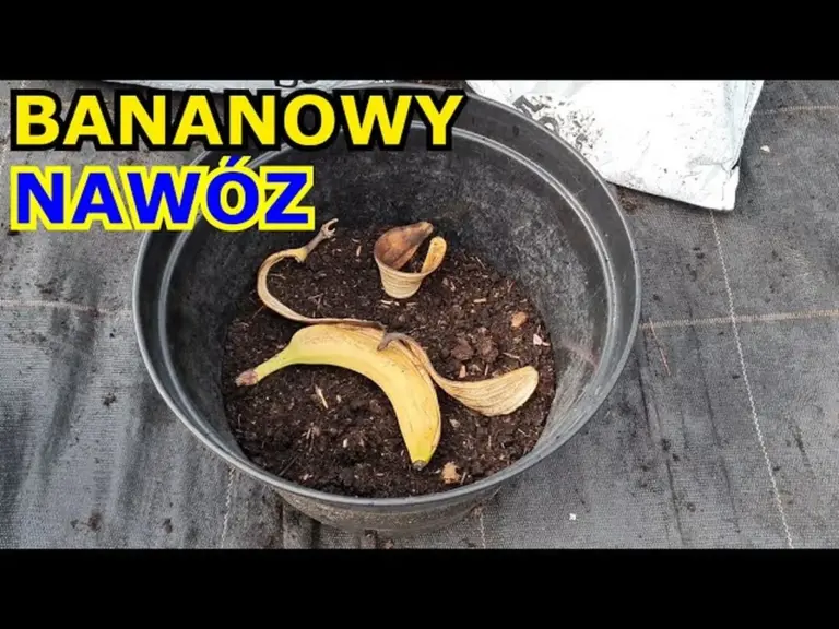 Skórki bananów zakopane przy różach? Efekt widać już po tygodniu!