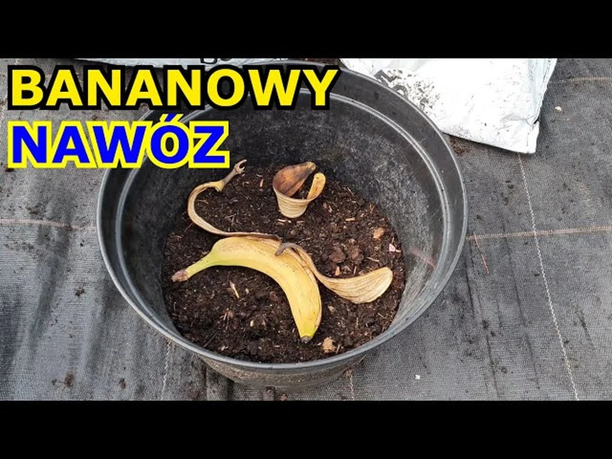 Skórki bananów zakopane przy różach? Efekt widać już po tygodniu!