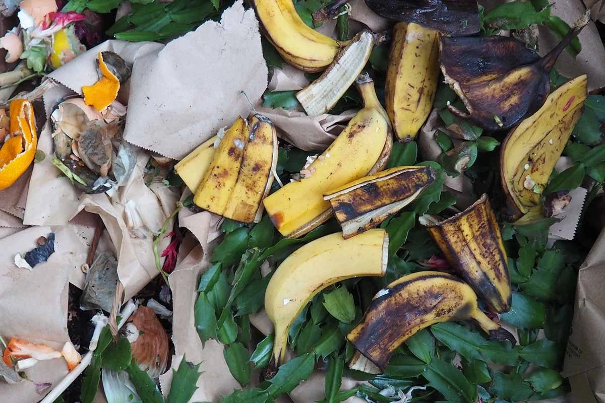 Skórki bananów zakopane przy pomidorach? Oto dlaczego plony wzrosną o 40%.