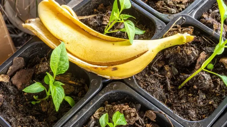 Skórki bananów zakopane przy pomidorach? Oto dlaczego dają 40% więcej plonów.