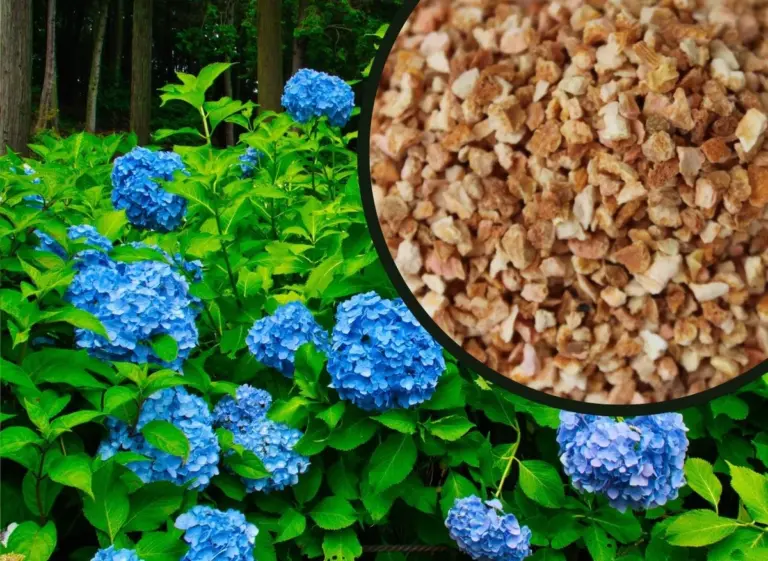 Skórki pomarańczy w ogrodzie? Naturalny sposób na odstraszenie szkodników.