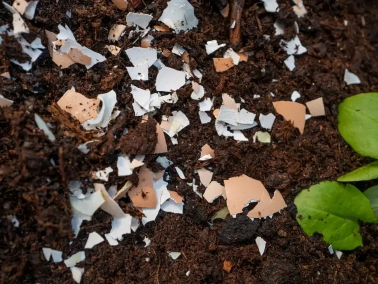 Skorupki jajek w ogrodzie? Dlaczego rośliny rosną 2 razy szybciej.