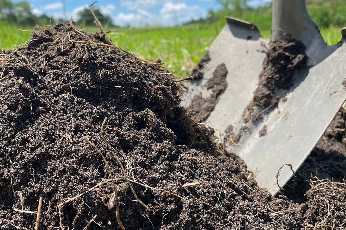 Skorupki jajek wokół roślin? Dlaczego ogrodnicy przysięgają na ten prosty trik.