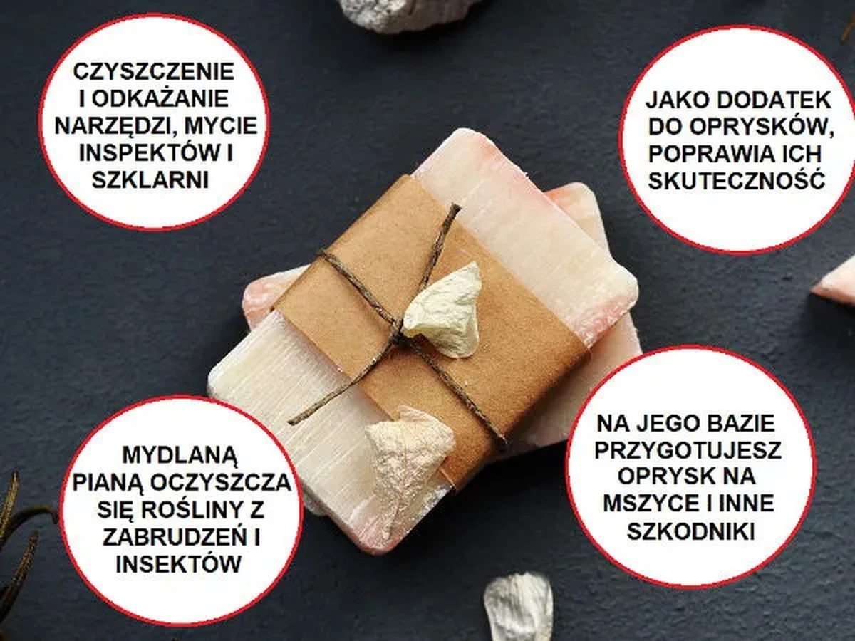 Szare mydło na liściach roślin? Naturalny sposób na walkę ze szkodnikami.