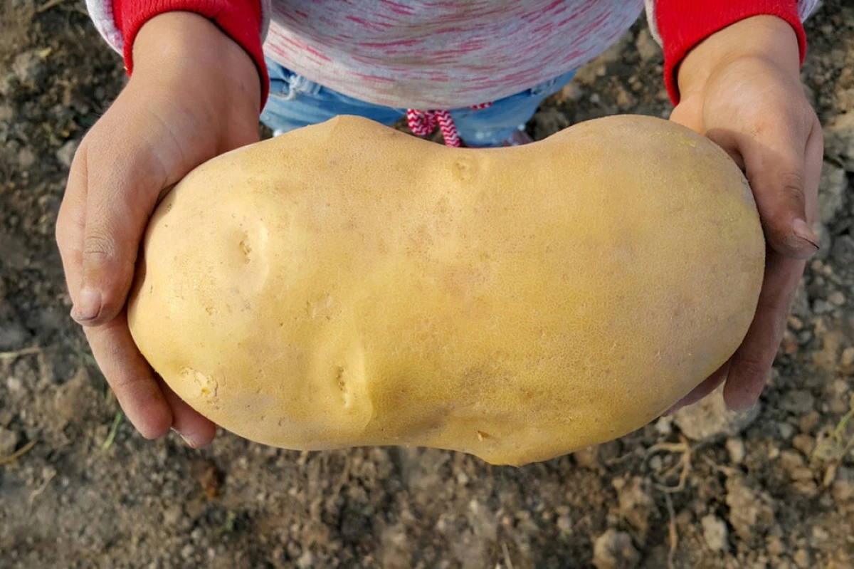 Sześć sekretnych sposobów na gigantyczne i smakowite ziemniaki – ogrodnicy zdradzają! - image 1