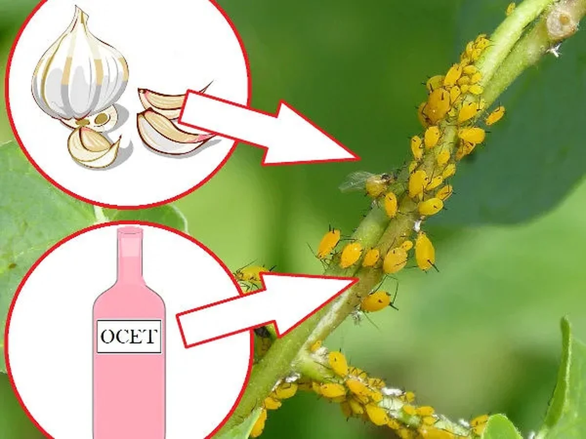 Łupinki cebuli rozsypane w ogrodzie? Mszyce znikną w mgnieniu oka!