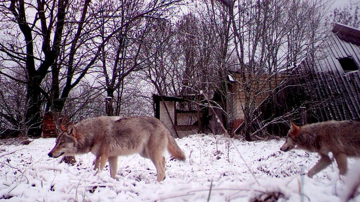 Wilki z Czarnobyla: Jak mutanty stały się kluczem do walki z rakiem? - image 1