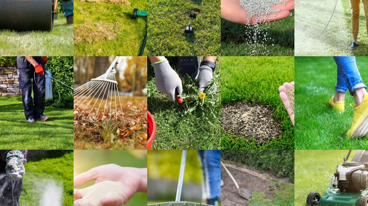 Woda po gotowaniu ziemniaków na trawniku? Zdziwisz się rezultatem!