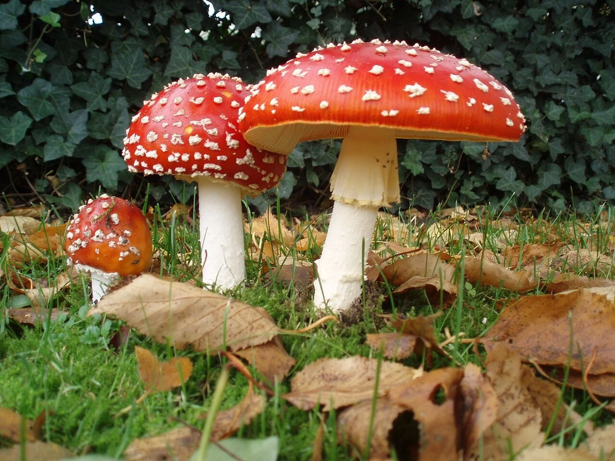 Wysuszona muchomora doprowadziła do śpiączki: 60-latek z Wilna w ciężkim stanie - image 1